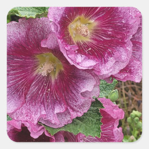 Schönheit der rosa Hollyhock Quadratischer Aufkleber