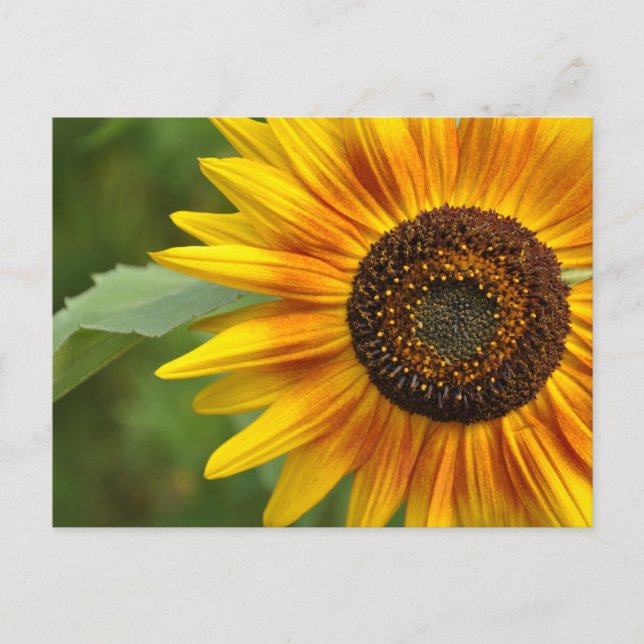 Schönheit der Sonnenblumen Postkarte (Vorderseite)
