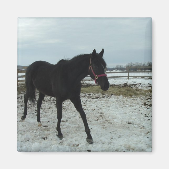 Schönheit des Schwarzen Stallis Magnet (Vorne)