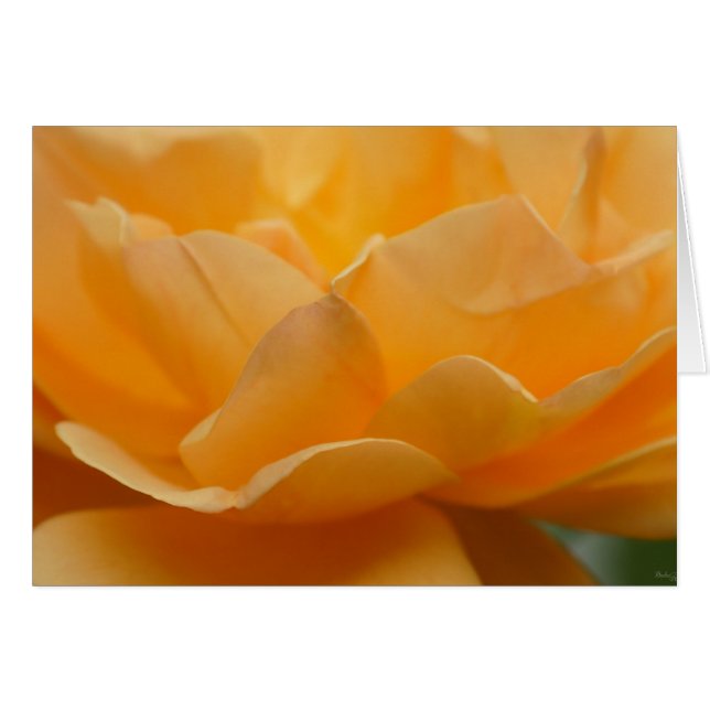 Schönheit einer Rose (Vorderseite (Horizontal))