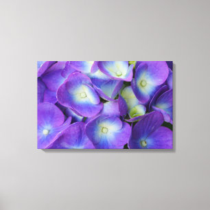 Schönheit eines blauen Hydrangeas Leinwanddruck