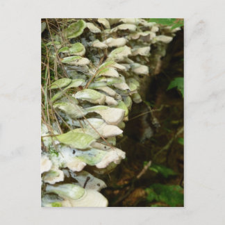 Schönheit im Wald Postkarte