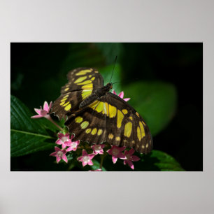 Schönheit in den Sternen Poster