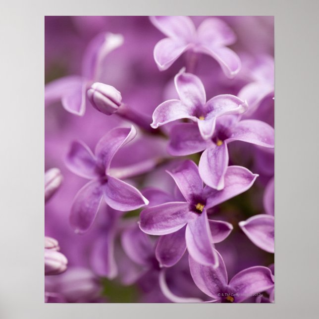 Schönheit in der Natur - Lila Lilac Poster (Vorne)
