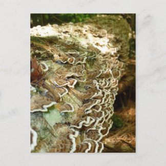 Schönheit in kleinen Dingen Postkarte