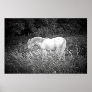 Schönheit in Schwarz und Weiß Poster