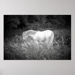 Schönheit in Schwarzem u. im Weiß Poster
