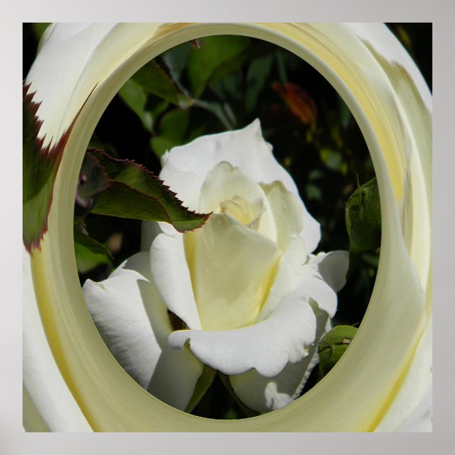 Schönheit...... Poster (Vorne)