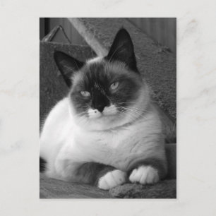 Schönheit (schwarz und weiß) postkarte