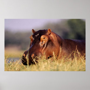 Schönheithippopotamus-Porträt Poster
