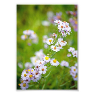 Schönheits-Linie Foto