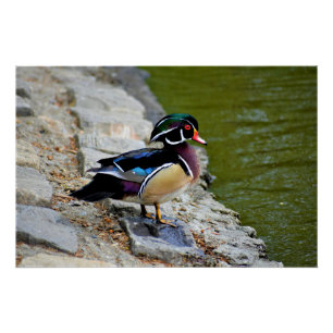 Schönheitspflege der Holzenteiche Vogelbeobachtung Poster