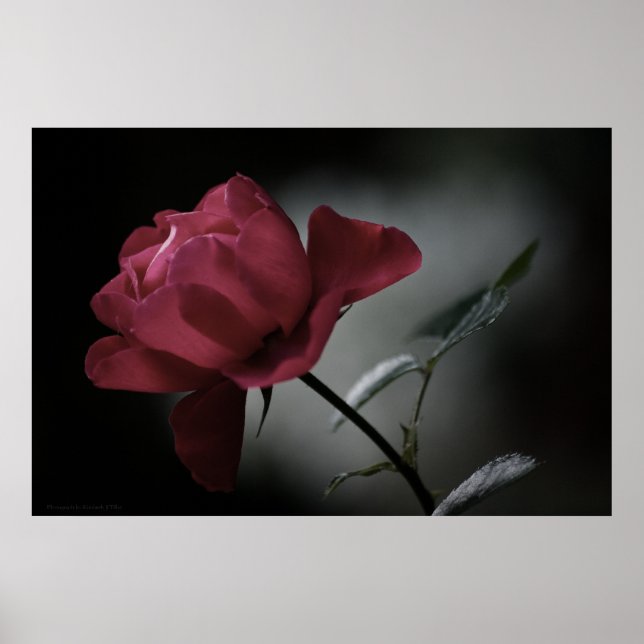 Schönheitspresse der Liebe Poster (Vorne)