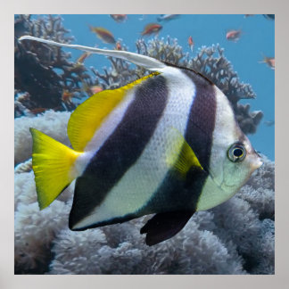Schooling Banner Fish Poster