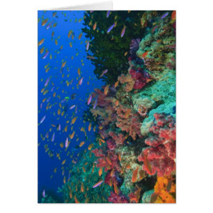 Schooling Fairy Basslets (Pseudanthias)