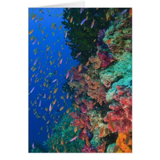 Schooling Fairy Basslets (Pseudanthias) (Vorne)