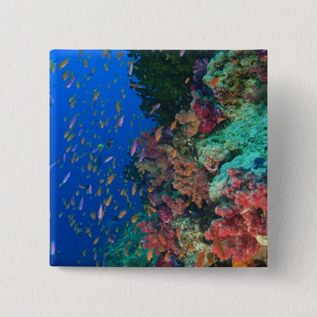 Schooling Fairy Basslets (Pseudanthias) Button (Vorderseite)