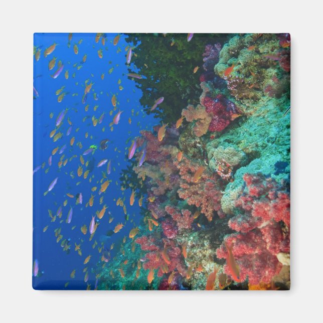 Schooling Fairy Basslets (Pseudanthias) Magnet (Vorne)