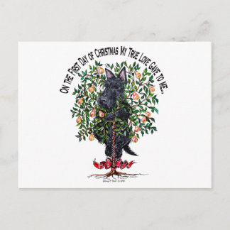 Schotte in einem Birnenbaum Postkarte