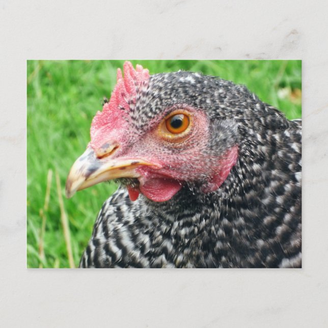 Schotten Gray Hen - Geflügel Postkarte (Vorderseite)