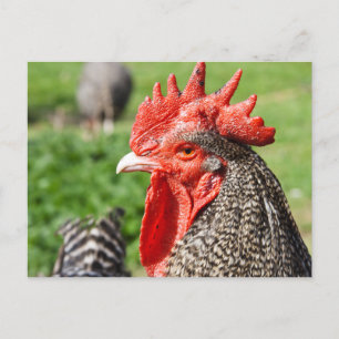 Schotten Gray Rooster   Hühner Postkarte