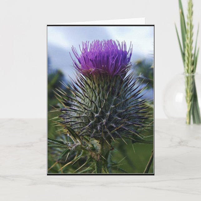 Schottische Distel-Kunst-Fotografie Karte (Vorderseite)
