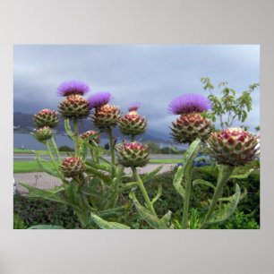 Schottische Distel Poster