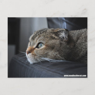 Schottische Ferkatze: Denken Sie Postkarte