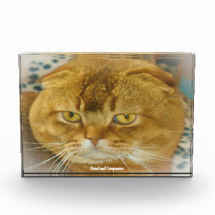 Schottische Fold-Katze Fotoblock