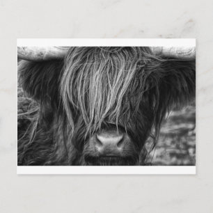 Schottische Highland Cattle - Schottland Postkarte