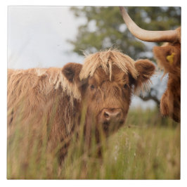 Schottische Hochlandkuh Fliese