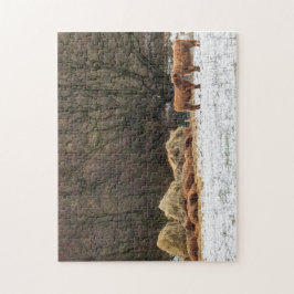 Schottische Hochlandkühe behaltend warm im Winter Puzzle