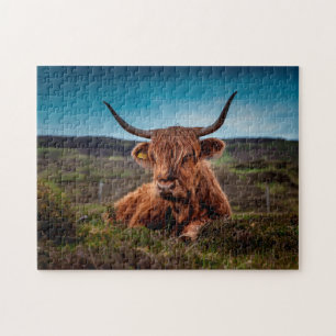 Schottische Ochsen. Puzzle