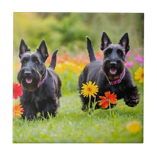 Schottische Terrier in Gras und Blume Fliese (Vorderseite)