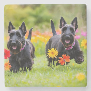 Schottische Terrier in Gras und Blume Steinuntersetzer