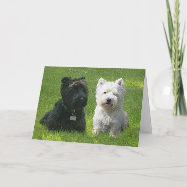 Schottische und westliche Highland Terriers Greenw Karte (Vorderseite)