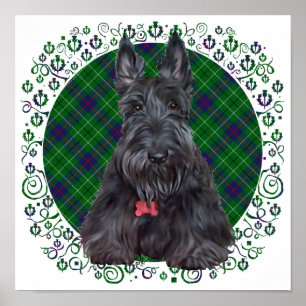 Schottischer Terrier auf Tartan Poster