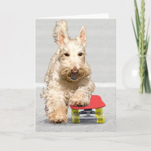 Schottischer Terrier-Grußkarte Karte
