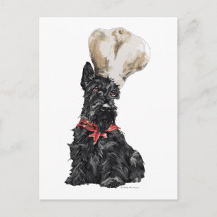 Schottischer Terrier Koch Postkarte