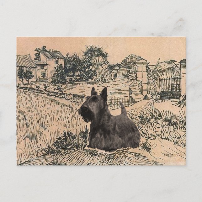 Schottischer Terrier Postkarte (Vorderseite)