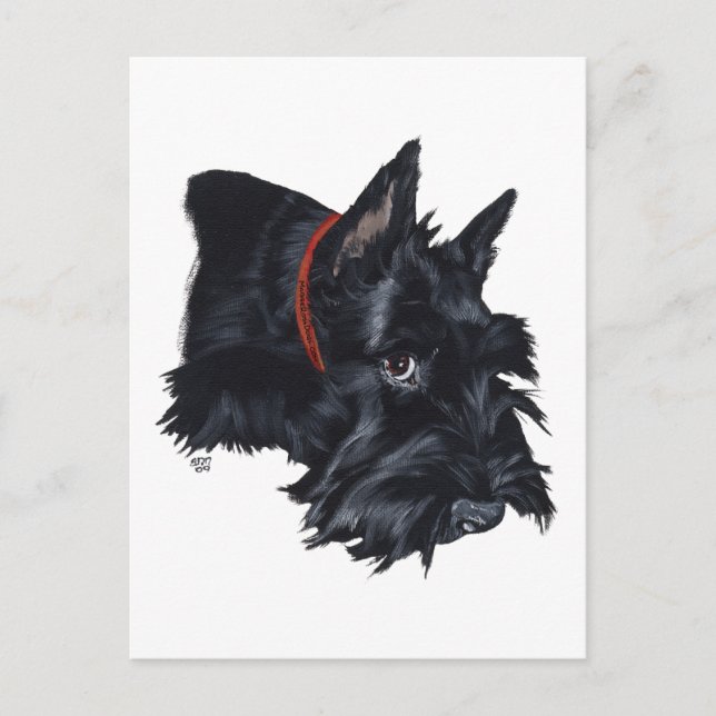 Schottischer Terrier ruht Postkarte (Vorderseite)