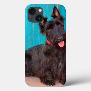 Schottischer Terrier sitzt neben einer farbenfrohe Case-Mate iPhone Hülle