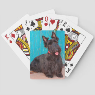 Schottischer Terrier sitzt neben einer farbenfrohe Spielkarten