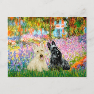 Schottischer Terrier (zwei SW) - Garten Postkarte
