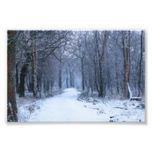 Schottisches Bluebell-Holz im Winter Fotodruck