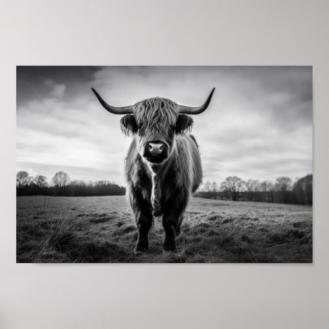 Schottisches Highland Cow Schwarzweiß-Foto Poster (Vorne)