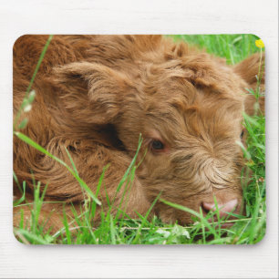 Schottisches Highland-Kalb Mousepad