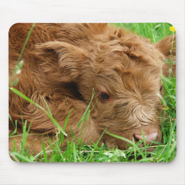 Schottisches Highland-Kalb Mousepad (Vorne)