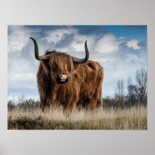 Schottisches Highland-Rind Poster
