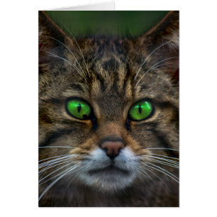 Schottisches Katzenportrait